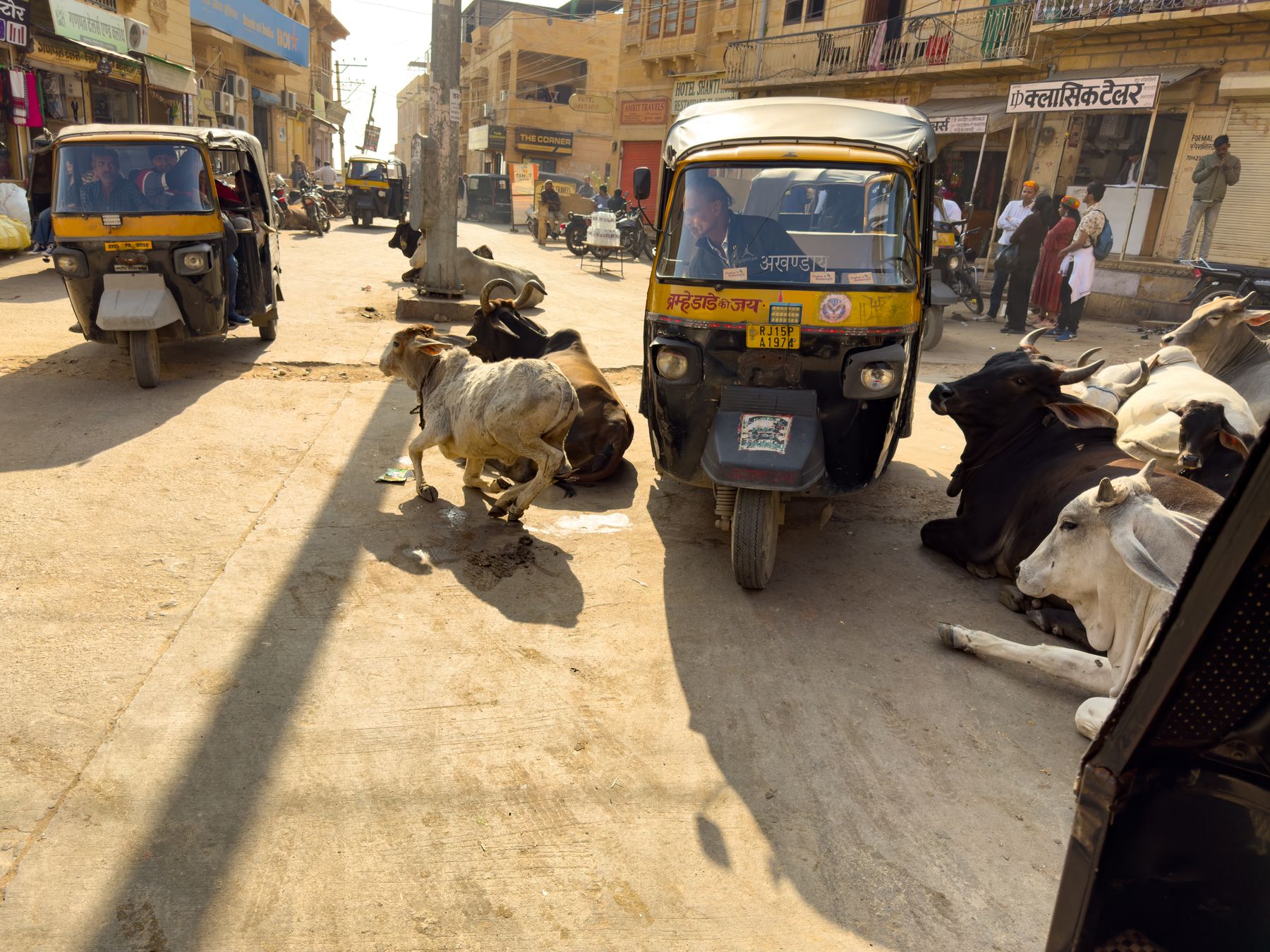 Auto-Rickshaw Negotiates Cows In Street